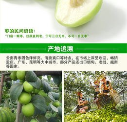 云南元謀 甜蜜滋味，新鮮直達——蜜棗與大青棗的味蕾盛宴