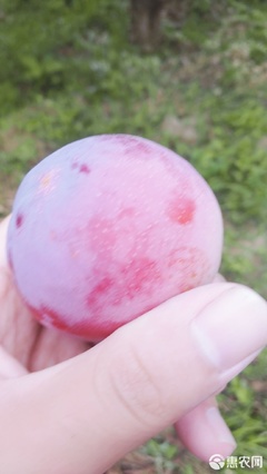 【農人直供】酸甜可口，一口咬下當季鮮！—— 原產地直發黃肉紅布林李子品鑒