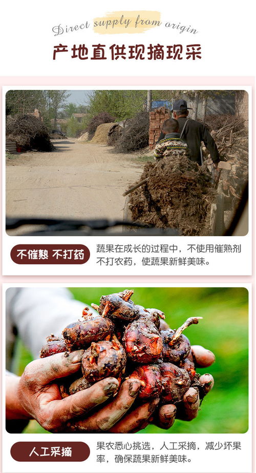 高原馬蹄脆甜，云南特產(chǎn)荸薺地梨的滋味與選購