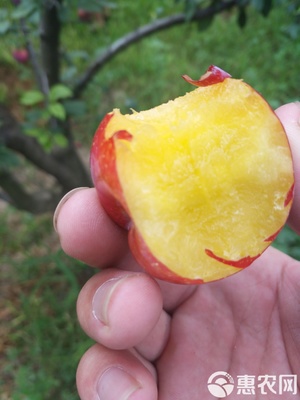 【農(nóng)人直供】源自原產(chǎn)地的酸甜饋贈 當(dāng)季新鮮黃肉紅布林李子